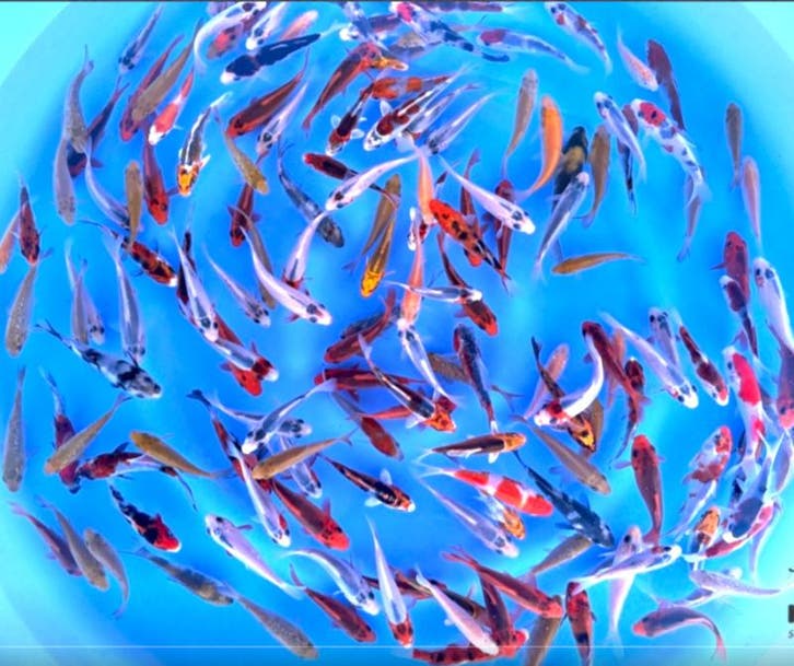 Otsuka  8-10cm (Japanse Koi), Jardin & Terrasse, Étangs, Enlèvement ou Envoi