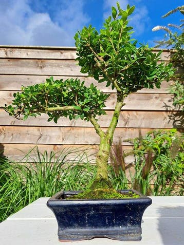ilex bonsai (japanse hulst) - Hoogte (boom): 30 cm - Diepte