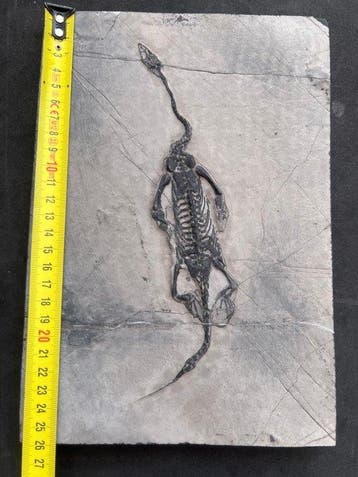 Zeereptiel - Gefossiliseerd dier - Fossile de Keichousaurus