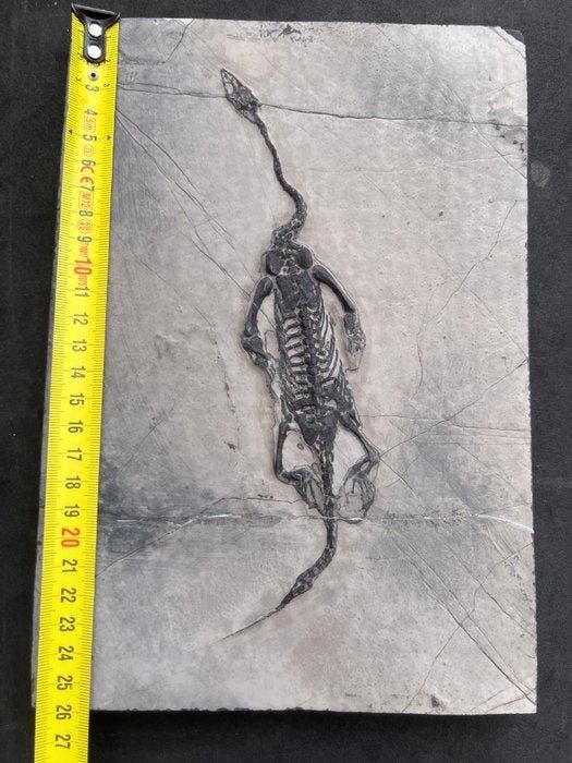 Zeereptiel - Gefossiliseerd dier - Fossile de Keichousaurus, Collections, Minéraux & Fossiles