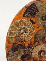 Ammoniet - Gefossiliseerd dier - Aioloceras (Cleoniceras)