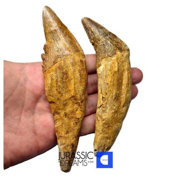 Set van 2 enorme gewortelde Basilosauride -cf Pappocetus-