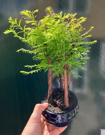 Metasequoia - Hoogte (boom): 27 cm - Diepte (boom): 26 cm -