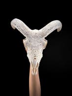 SANS PRIX DE RÉSERVE - Crâne de bélier blanc sculpté avec