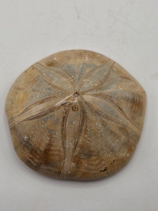 Fossiele zee-egel (echinoïde) – Gepolijst exemplaar met, Collections, Minéraux & Fossiles