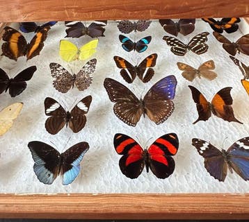 Compleet lot van 25 stuks niet te vervangen exotische, Nieuw