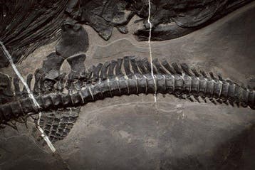 Fossiel - Fossiele matrix - Mixosaurus - 45.8 cm - 27 cm