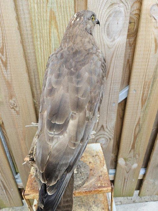 Aziatische Wespendief Taxidermie volledige montage - Pernis, Collections, Collections Animaux