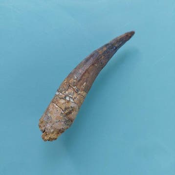 Spinosaurus - Fossiele tand - 78 mm - 18 mm