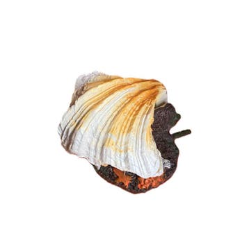 Schelp met luchtaansluiting Oranje / As-152 (decoratie), Verzenden, Nieuw, Gevuld zeewateraquarium