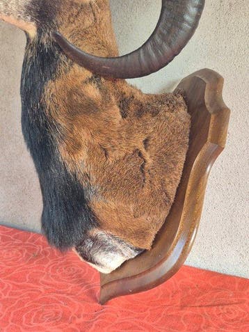 Corsicaanse muflon Taxidermie volledige montage - Ovis aries