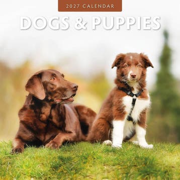 Red Robin Wall Kalender 2027 - Dogs & Puppies, Ophalen of Verzenden