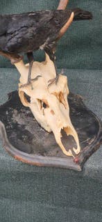 Corneille noire - Cerf élaphe Taxidermie wandmontage -