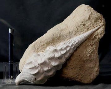 Decoratieve gigantische fossiele schelp - Gefossiliseerd