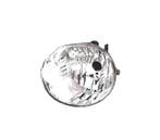 Phare Droit Antibrouillard Pour Toyota Rav-4 03-06, Verzenden
