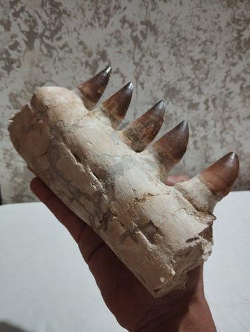 Gefossiliseerd dier - 23 cm - 13.5 cm, Verzamelen