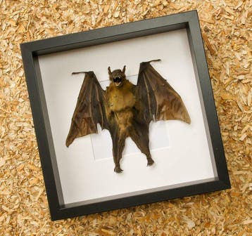 Vleermuis Taxidermie volledige montage - Cynopterus sphinx -, Verzamelen, Nieuw