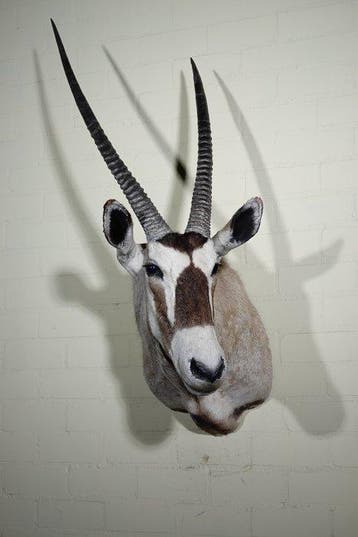 Large Gemsbok Schedel - Oryx gazella - 65 cm - 125 cm - 65, Verzamelen, Nieuw