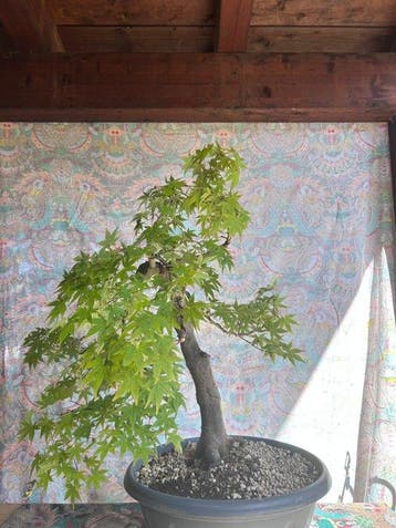 Japanese maple bonsai (Acer palmatum) - Hoogte (boom): 60 cm