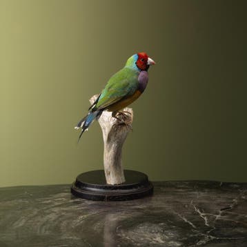 Gouldamadine Taxidermie Opgezette Dieren By Max, Ophalen of Verzenden, Nieuw, Vogel, Opgezet dier
