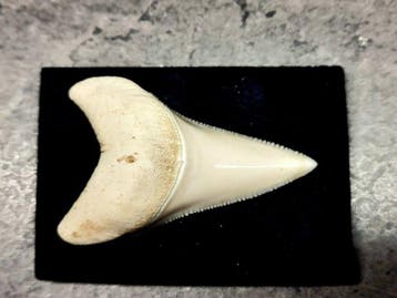 Witte haai Taxidermie volledige montage - Carcharodon, Nieuw