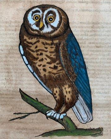 Conrad Gesner - Vogelbuch - 1617