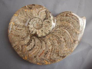 Goniatiet - Gefossiliseerd dier - 15 cm - 11 cm
