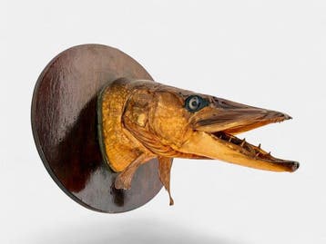 Grote noordelijke snoek Taxidermie volledige montage - Esox