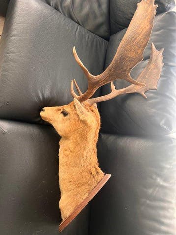 Cerf Support de tête pour taxidermie - Dama dama - 110 cm -, Nieuw