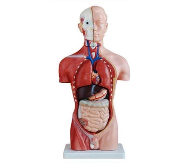 Anatomisch model mannelijk torso, 50 cm, 11-delig ST-ATM 52, Verzenden