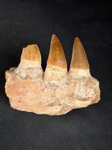 Mosasaurus - Fossiele tand - Mosasaur jaw from Morocco