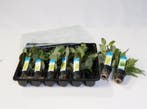 Mix pakket voor-, midden- en achtergrond planten 24 stuks, Verzenden, Nieuw, Plant(en), Steen of Hout