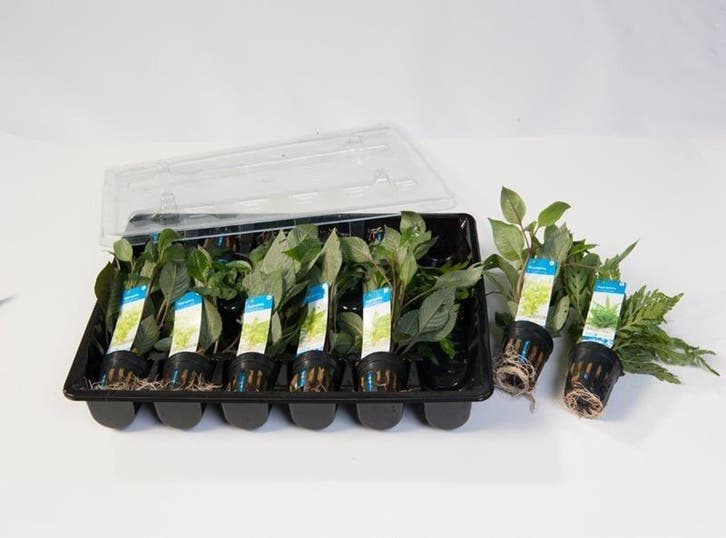 Mix pakket voor-, midden- en achtergrond planten 24 stuks, Dieren en Toebehoren, Vissen | Aquaria en Toebehoren, Plant(en), Steen of Hout