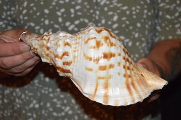 Escargot de mer Coquillage marin - S-407 CHARONIA LAMPAS