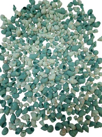 Umachi Schelpen Groen 500 gram, Nieuw