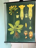 Schlusselblüme - Jung Koch Quentell, sleutelbloem 1963 -