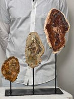 Fossiel hout - Gefossiliseerd hout - Araucaria