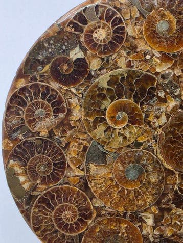 Ammoniet - Gefossiliseerd dier - Aioloceras (Cleoniceras)