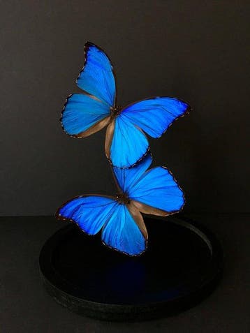 Papillon Support de corps entier pour taxidermie - Morpho