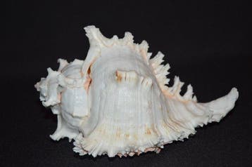 Zeeslak Zeeschelp - S-329 CHICOREUS RAMOSUS (Zonder, Nieuw