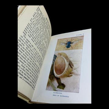 Arthur OCooke - British Insects - 1925, Antiquités & Art