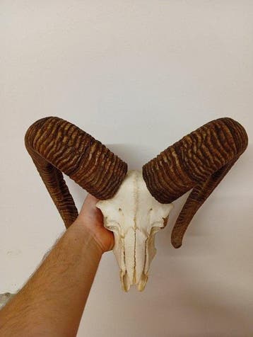 Mouflon Crâne avec bois de cerf - Muflone - 50 cm - 50 cm -