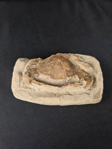 Gigantische krabben - Gefossiliseerd dier - 13.5 cm