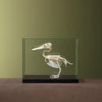 Lepelbekeend Skelet Taxidermie Opgezette Dieren By Max, Ophalen of Verzenden, Nieuw, Vogel, Opgezet dier