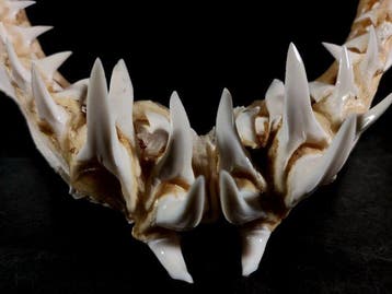 Indrukwekkende kaak van een makohaai Taxidermie volledige, Nieuw