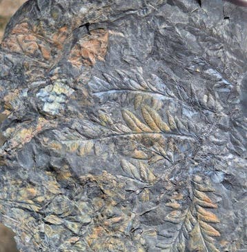 Très grand stade de fougère à graines - Plante fossilisée -