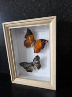 Vlinder Taxidermie volledige montage - Lepidoptera - 21 cm -, Nieuw
