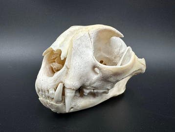 Caracal Schedel van een zoogdier - Caracal caracal - 6 cm -, Verzamelen, Nieuw