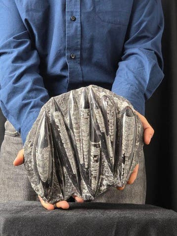 Orthoceras - Gefossiliseerd dier - 25 cm - 21 cm (Zonder