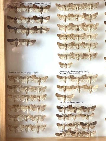 Historische entomologische collectie 157x Worteluilen D.A., Collections, Collections Animaux